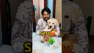 Pogo Dining Table Pe Susu Kar Diya😡😡 shorts vlog minivlog puppy labrador [upl. by Kered]