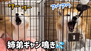 【犬語音量超注意】勘違いした柴犬姉弟がギャン鳴きしています汗 [upl. by Yecaj]