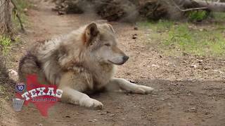 The Texas Bucket List  Saint Francis Wolf Sanctuary in Montgomery [upl. by Emlin810]