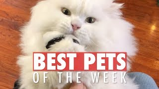 Best Pets of the Week  Funny Pet Videos 2020 [upl. by Eniwtna]