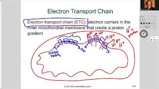 181 ch7 ETC and oxidative phosphorylation [upl. by Gibbs]