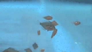 Discus Fry Feeding On Newly Hatched Brine Shrimp [upl. by Nic]