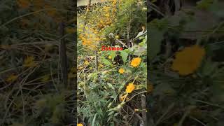 Cosmos plant shortsfeed shortvideos youtubeshorts shortsviralviralvideos [upl. by Adrien]