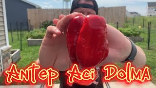 Antep Aci Dolma Pepper Review [upl. by Notnats226]