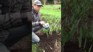 How to Fertilize Your Iris with LowNitrogen Fertilizer in the Spring [upl. by Enirual]