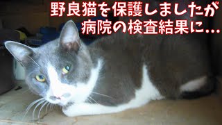 【保護猫】【衝撃的・驚愕】野良猫を緊急保護をして動物病院に行ったのですが、検査結果にとても強い衝撃を受けました【じいじさんとばあばさんと猫たち】 [upl. by Ahsenev]