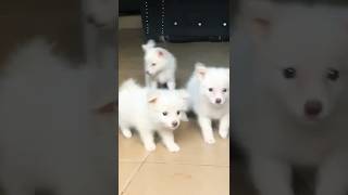 Cute Eskimo Puppies 🤍🤍🤍 eskimo shorts [upl. by Adnarahs]