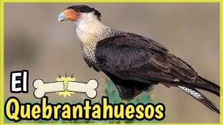 Ave CARACARA QUEBRANTAHUESOS Mini Documental del Carancho [upl. by Nagard]