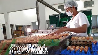 Producción avícola con aprovechamiento de residuos orgánicos TvAgro por Juan Gonzalo Angel Restrepo [upl. by Avitzur31]