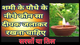 शमी के पेड़ के नीचे कौन सा दीपक जलाना चाहिए  Vastu Shastra  Shami Plant [upl. by Comras]