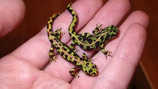 New Addition Marbled Newt Efts Triturus marmoratus  Juvenile Marmormolche [upl. by Elletnuahs]