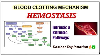 Hemostasis amp Blood Coagulation Physiology  Blood Clotting Mechanism  Intrinsic amp Extrinsic Pathway [upl. by Stephanie496]