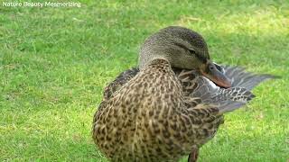 Mallard duck preening and quacking [upl. by Oniram286]