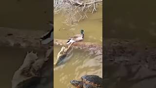 The turtle pulls the ducks leg [upl. by Luanni]