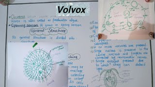 VolvoxVolvox reproductionVegetative structure of Volvox botany kingdomprotista [upl. by Adnohsak746]