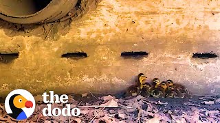 Mama Duck Asks Man For Help When Her Ducklings Fall Inside A Drain  The Dodo [upl. by Novi561]