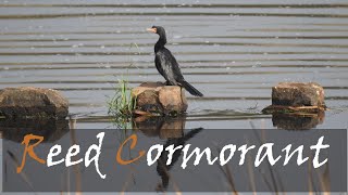 Reed Cormorant Microcarbo africanus Bird Call amp Video  Water Bird Videos  Stories Of The Kruger [upl. by Thad463]