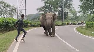 How Wild Elephants Attack People On The National Highways ॥assam 🏃🦣😭😭 [upl. by Coop]