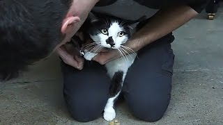 How to trim your cats claws [upl. by Bronder]