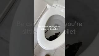 There’s a rat in my toilet rat newfear shorts [upl. by Enimsaj88]