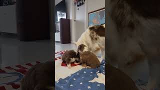 🥰 Cutest Puppy Dogs Family Ever [upl. by Geoffrey]