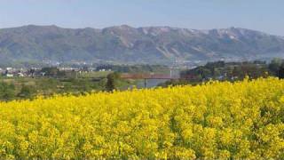 いいやま菜の花まつり Iiyama Rape Blossoms FestivalShot on RED ONE [upl. by Annael765]