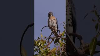 Kestrel [upl. by Hasan]