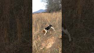 Rabbit Hunting with beagles [upl. by Mihe]