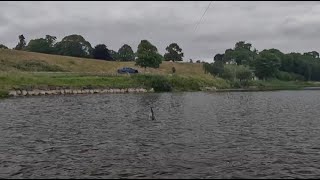 Salmon fishing on the River Tweed at West Newbiggin 30th June 2023 [upl. by Aralc889]