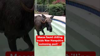 Adult Moose found INSIDE New Hampshire swimming pool moose newengland pool wildlife nature [upl. by Marquardt]