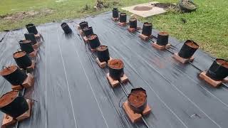 Paddy Aquaponic amp Chili Fertigation System SMMH [upl. by Rehc550]