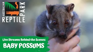 BABY RINGTAIL POSSUM JOEYS LIVE FOOTAGE  AUSTRALIAN REPTILE PARK [upl. by Lebanna265]