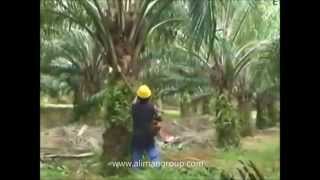 Palm oil Motorized cutter Mesin Cantas Kelapa Sawit [upl. by Ursa49]