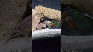 Mantis Shrimp VS Big Crab 😱 [upl. by Torosian]