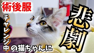 【保護猫】術後服の練習をがんばる子猫がとんでもないことに…！【猫 Vlog】 [upl. by Yht657]