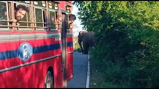 An elephant found in the middle of Buttala Kataragama road [upl. by Auhoj227]