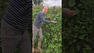 Jack by the hedge alliaria petiolata herbs foraging nativeplants explore adventure hedges [upl. by Atiuqa]