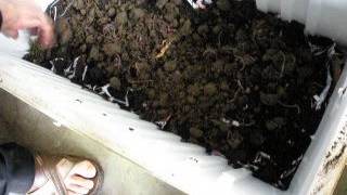 DIY cooler worm farm 100FREE [upl. by Parsaye]