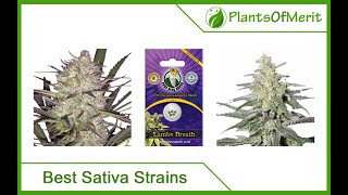 Top 15 Best Sativa Cannabis Strains in 2024 [upl. by Yecnay]