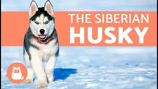 All About the Siberian Husky  History and care [upl. by Eirbua499]