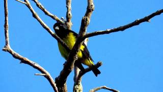 yellowbellied siskin Spinus xanthogastrus reserva Loro orejiamarillo western andes [upl. by Adnema]