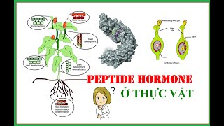 Chuyên đề 14 Giới thiệu về Peptide hormone ở Thực vật  Phytohormone giàu amine [upl. by Bertsche]