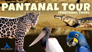 Pantanal Popular Tour Tour Pantanal  Brazil Birding Experts [upl. by Azne]