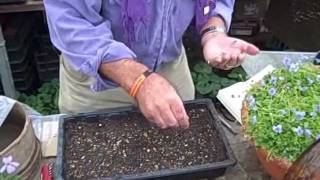 Sowing Violet Seed Demonstration [upl. by Bernj]