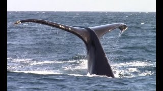 12717 Blue Whales Humpback Whales amp Orca  Killer Whale [upl. by Poyssick]