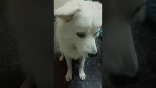 Bittu is eating pedigree trending shortstrending [upl. by Notla]