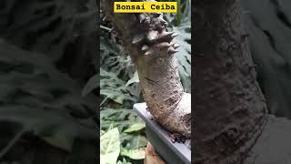 Cucba 2023 Bonsai RodrigoEsparza Ceiba 🌵🌿✅️ [upl. by Frum]