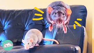 Rescue Rats Surprise Mom With Jumping  Cuddle Friends [upl. by Sachiko963]