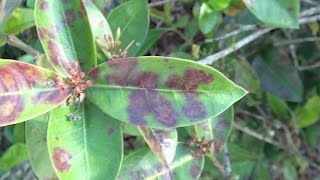 Ixora Leaf Spots [upl. by Loree821]