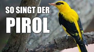 Pirol  Vogelstimmen lernen [upl. by Hollister319]